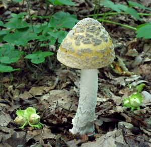 Amanita ceciliaeB.jpg