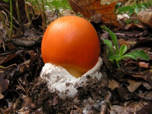 amanita_cesarea001.jpg