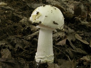 Amanita franchetii.jpg