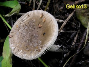 Amanita_friabilis2.JPG