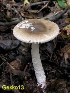 Amanita_friabilis.JPG