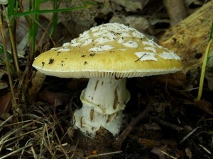 Amanita gemmata.jpg