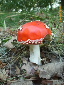 Amanita muscaria.jpg