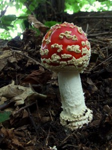 Amanita muscaria.JPG