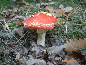 Amanita muscaria (+ 3 dni).jpg