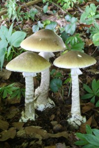amanita_phalloides.jpg