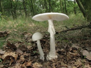 Amanita phalloides var.alba.jpg