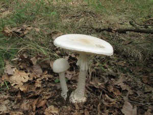Amanita phalloides var.alba 1.jpg