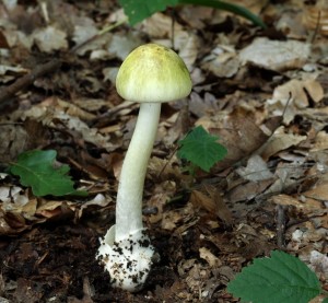 Amanita phalloidesB.jpg