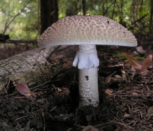 Amanita rubescens 56.jpg