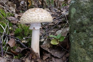 Amanita_rubescens.jpg