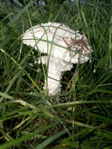 Amanita vittadinii _ Branik 2021.jpg