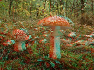 AnaglyphAmanita2015.jpg