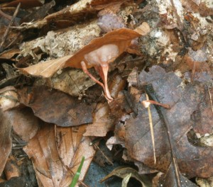ant2.jpg