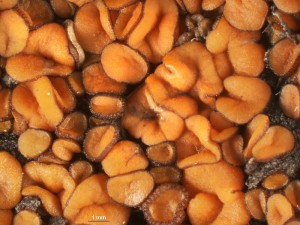 Anthracobia--5.jpg