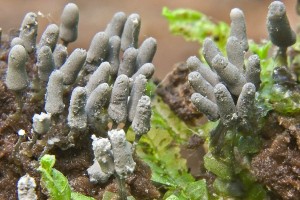 arcyria_cinerea_dm_9.jpg