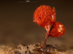 Arcyria denudata-1.jpg