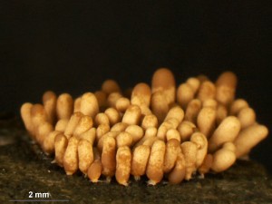 Arcyria obvelata-3.jpg