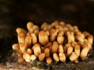 Arcyria obvelata-4.jpg