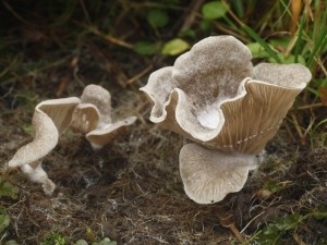 arrhenia acerosa.jpg