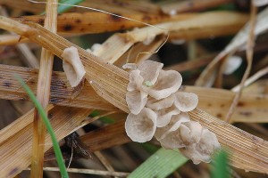 Arrhenia_spathulata1.jpg