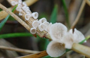 Arrhenia_spathulata2.jpg
