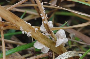 Arrhenia_spathulata.jpg