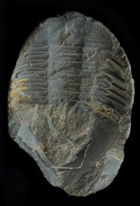 Asaphellus desideratus u.jpg