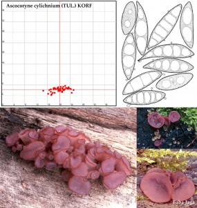 Ascocoryne cylichnium.jpg