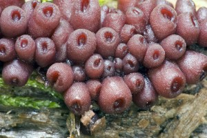 Ascocoryne sarcoides2.jpg