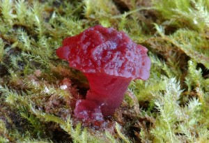 Ascocoryne sarcoides5.jpg