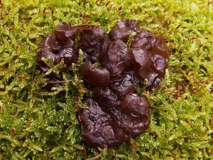 Ascotremella faginea.jpg