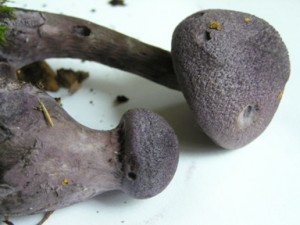 Asi pavuinec fialov 2..jpg