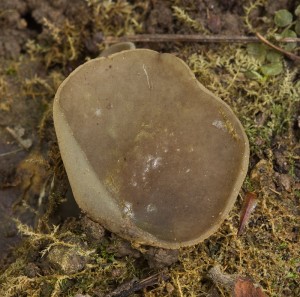 Asi_peziza_succosella-01.jpg