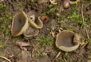 Asi_peziza_succosella-02.jpg