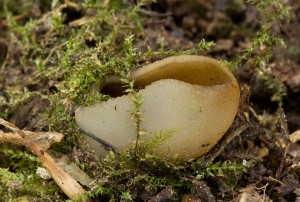 Asi_peziza_succosella-03.jpg