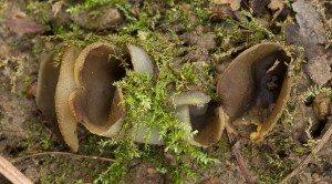 Asi_peziza_succosella-04.jpg