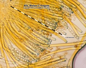 Asi_peziza_succosella-Hymenium-MR-01.jpg