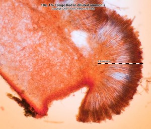 Asi_peziza_succosella-Rez-01.jpg