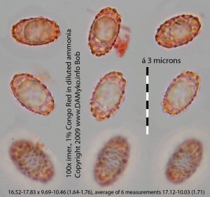 Asi_peziza_succosella-Vytrusy-01.jpg