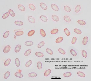 Asi_peziza_succosella-Vytrusy-02.jpg