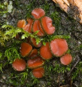 AsiTakyKosmatka-2.jpg