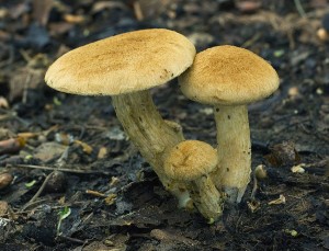 asivlaknice01_583.jpg