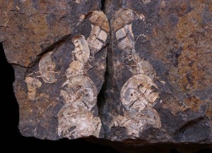 Aulacopleura (Aulacopleura) konincki.JPG