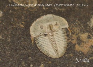 Aulacopleura konincki (Barrande, 1846).jpg