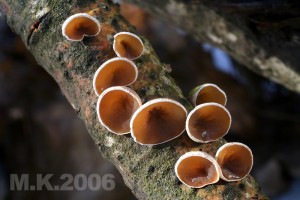 Auriculariopsis_ampla.jpg