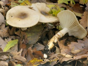 avnatka dvoubarv - Hygrophorus persoonii.jpg