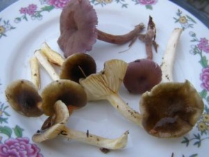 avnatka pomrazka.jpg