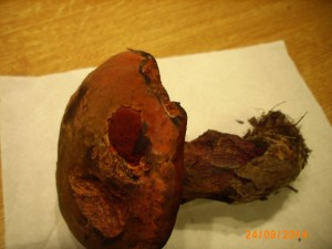 B. mendax - rourky.jpg