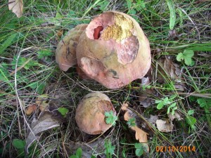 B. mendax - zacelovn proeru rourkami - natur.jpg